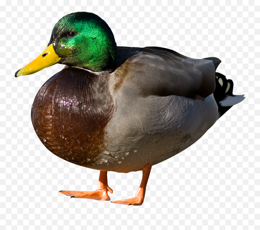 Free Png Duck - Duck Png,Duck Png