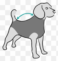 Recovery Suit Dog - Suitical Medical Pet Shirt png