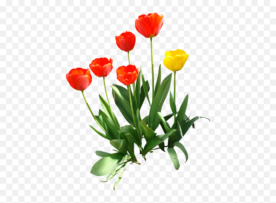 Tulip Transparent Image Hq Png - Tulip,Tulip Transparent