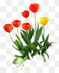 Tulip Transparent Image Hq Png - Tulip,Tulip Transparent