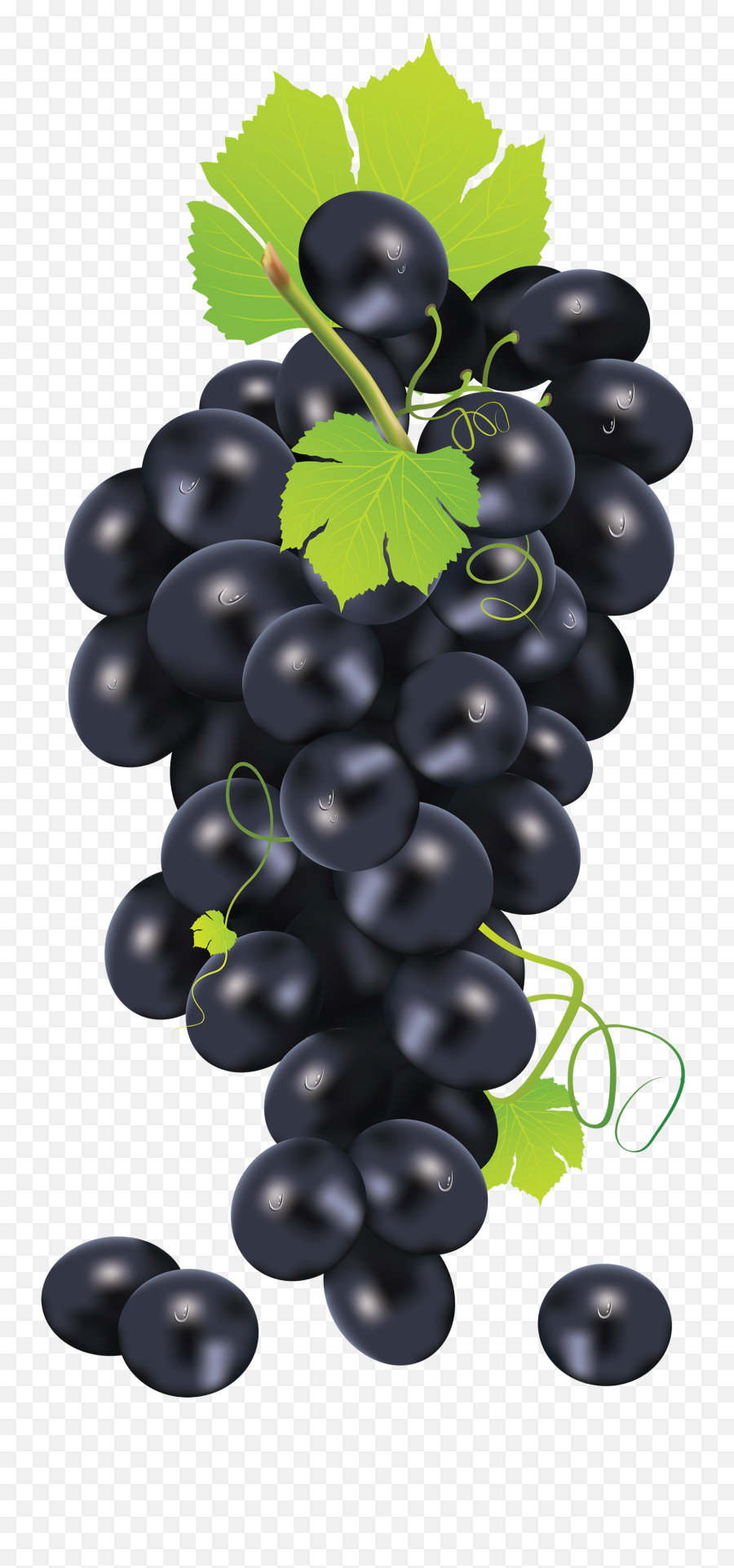 Download Black Grapes Png Image For Free - Black Grapes Vector Png,Grapes Png