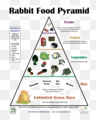 Rabbit Food Pyramid - East Bay Rabbit Rescue Diet Of A Rabbit Png,Food Pyramid Png