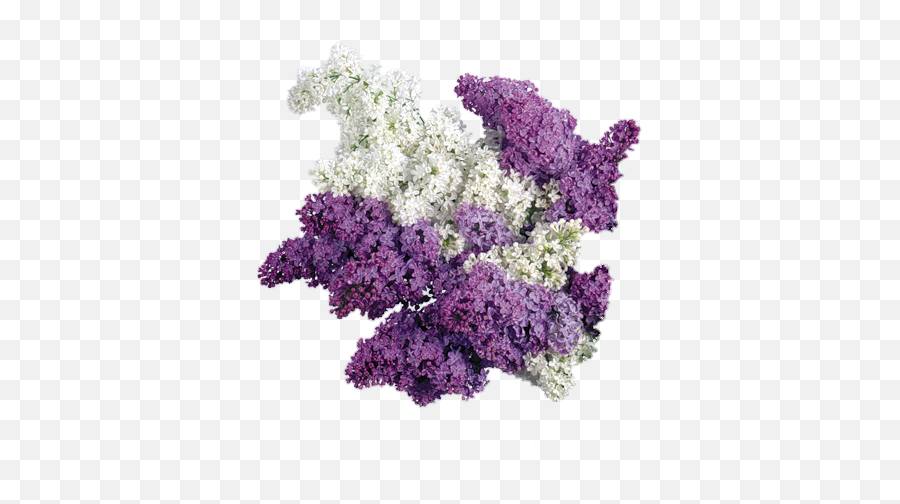 Transparent Lavender Background Picture 1514469 - White And Purple Lilac Flowers Png,Bush Transparent Background