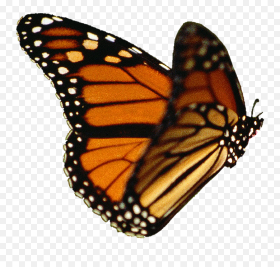 Download Butterfly Vector - Monarch Butterfly Transparent Butterfly Gif Without Background Png,Butterfly Vector Png