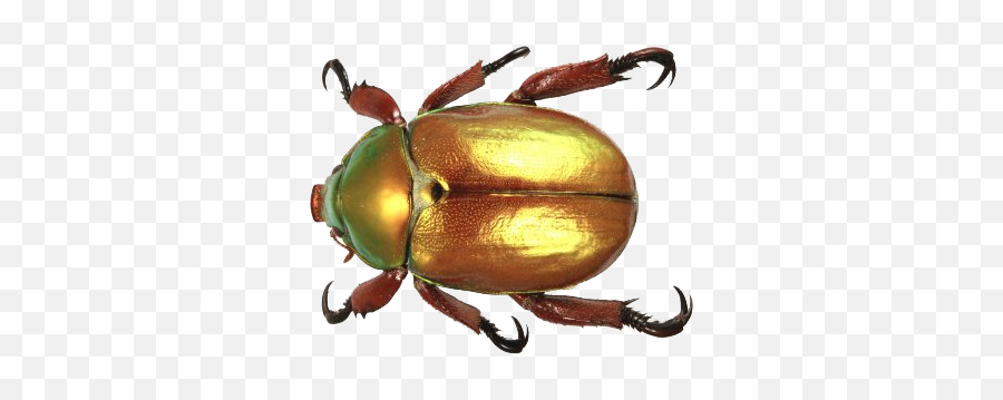 Beetle Free Png Image - Christmas Beetle Australia,Beetle Png