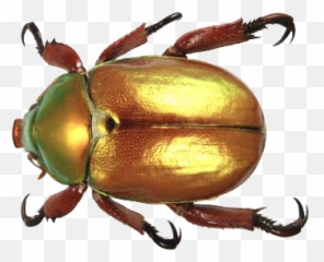 Beetle Free Png Image - Christmas Beetle Australia,Beetle Png