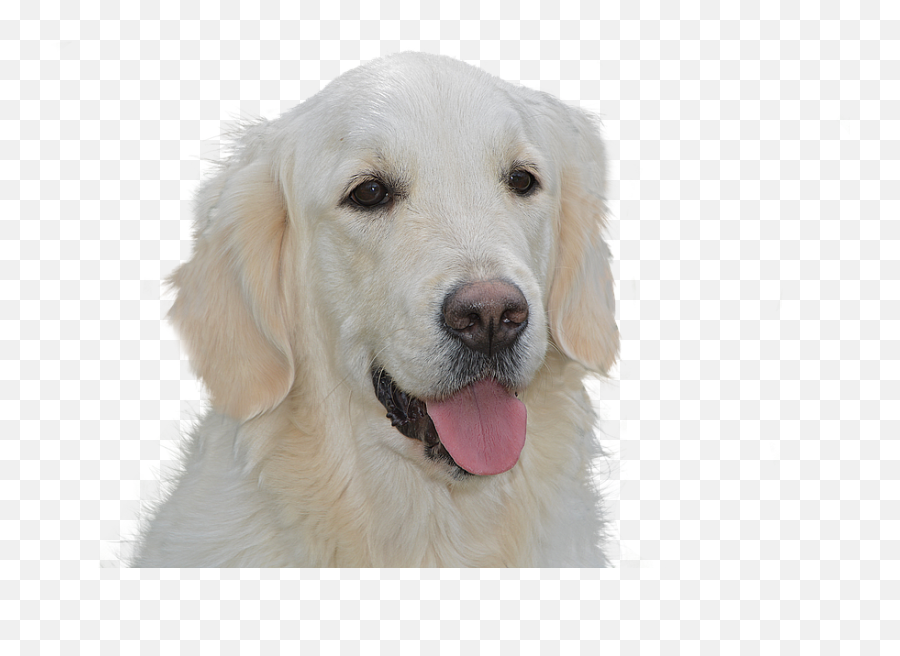 Dog Free Golden Retriever Pet - Free Photo On Pixabay Golden Retriever White Png,Golden Retriever Transparent