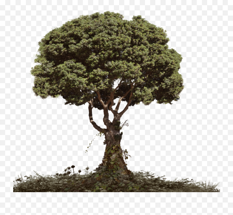 Dead Tree Png - Tree And Soil Png Dead Tree With Foliage Tree For Photo Manipulation,Foliage Png