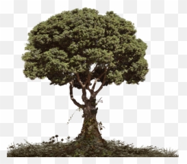 Dead Tree Png - Tree And Soil Png Dead With Foliage For Photo Manipulation