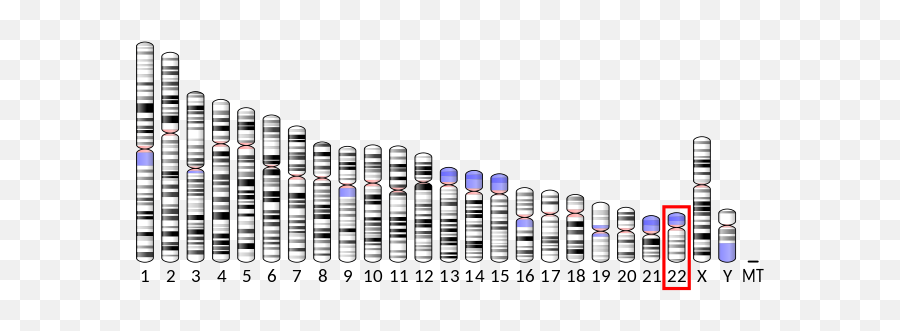 Ideogram Human Chromosome 22 - Chromosome 17 Png,Chromosome Png