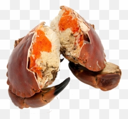 Cooked Brown Crab - Cancer Pagurus Crab Meat Png,Crabs Png