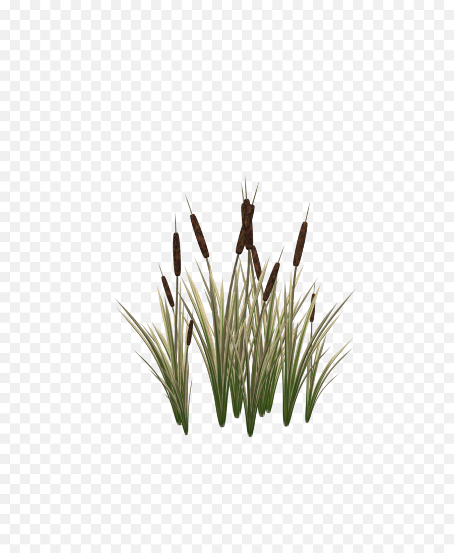 Plant Cattail - Transparent Cattail Clipart Png,Cat Tail Png