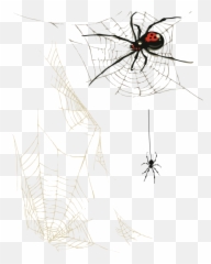 Spiderweb Clipart Food Web Picture - Webs With Art png