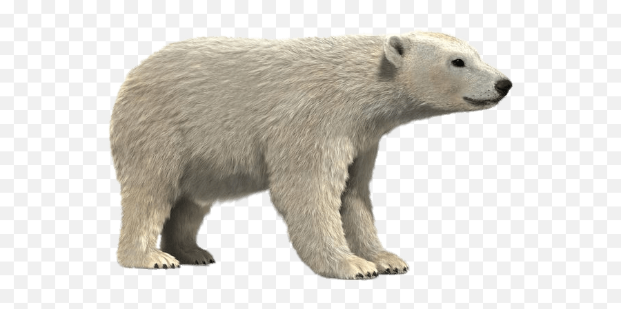 Polar Bear 3d Model Transparent Png - Realistic Polar Bear Clipart,Oso Png