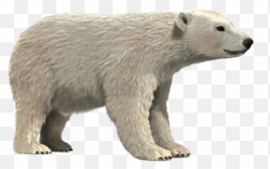 Polar Bear 3d Model Transparent Png - Realistic Polar Bear Clipart,Oso Png
