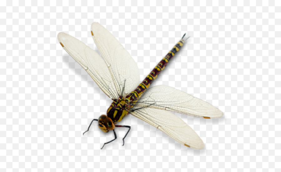 Dragon Fly Png Transparent Images U2013 Free Vector - Green And Black Dragonfly,Dragon Fly Png