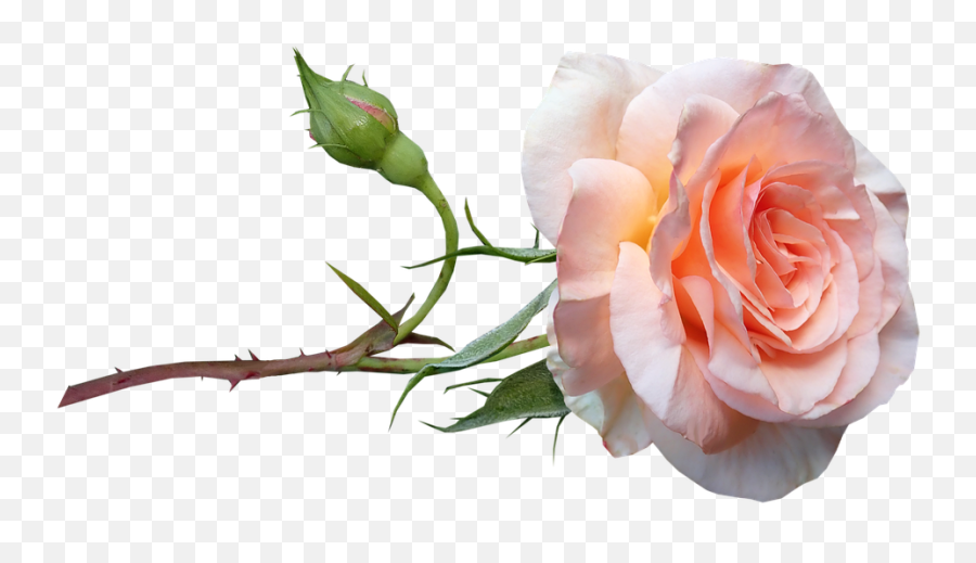 Flower Apricot Rose - Free Photo On Pixabay Garden Roses Png,Real Flower Png