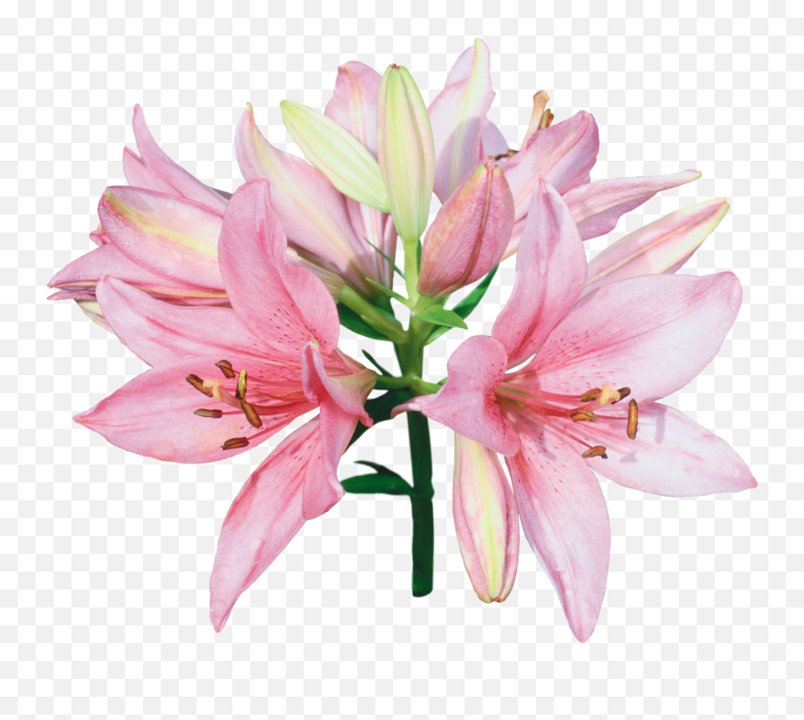 Download You Might Also Like - Pink And White Lily Flowers Png,White Lily Png