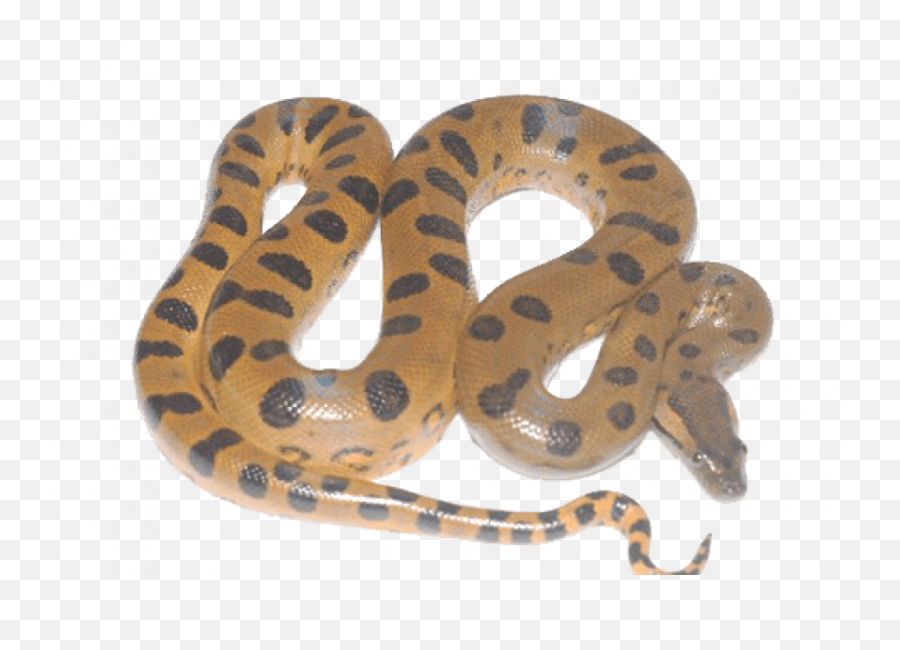 Giant Anaconda Snake Png - Transparent Image Full Hd Portable Network Graphics,Snake Transparent