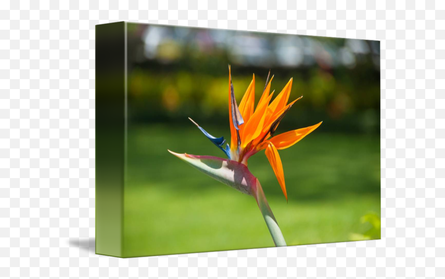 Beautiful Bird Of Paradise Tropical Orange Flower By Paul Kotter - Bird Of Paradise Flower Png,Orange Flower Png