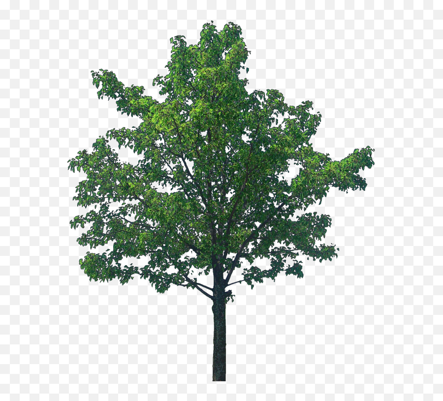 Download Oak Tree Png Transparent Image - Tree Textures,Oak Tree Png