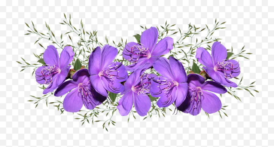 Purple Flowers - Purple Flower Images Png,Purple Flowers Png