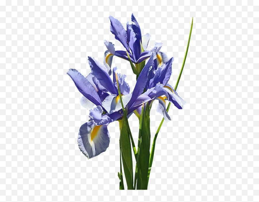 Flowers Blue Iris - Free Photo On Pixabay Netted Iris Png,Iris Flower Png