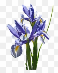 Flowers Blue Iris - Free Photo On Pixabay Netted Iris Png,Iris Flower Png