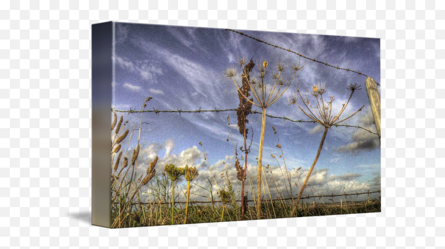 Barbed Wire Fence And Sky By Dave Hitchins - Twig Png,Fence Texture Png