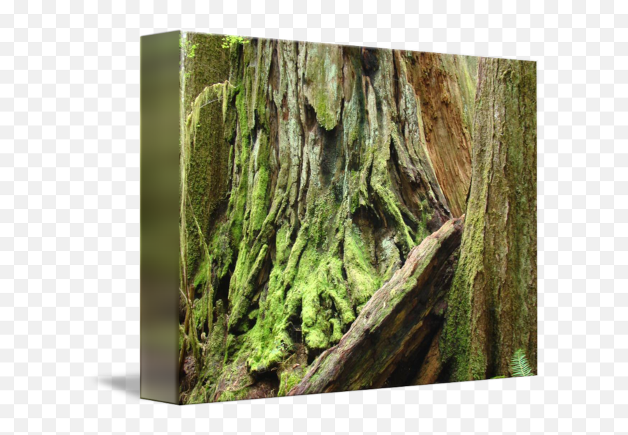 Redwood Trees Art Print California - Northern Hardwood Forest Png,Redwood Tree Png