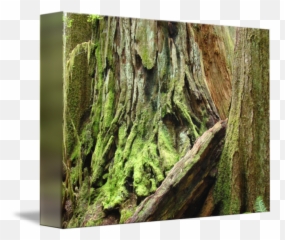 Redwood Trees Art Print California - Northern Hardwood Forest Png,Redwood Tree Png