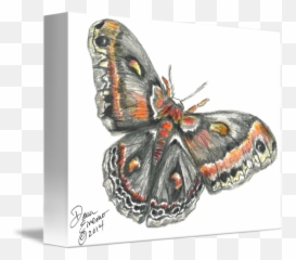 Mothra - Picture Frame Png,Mothra Png