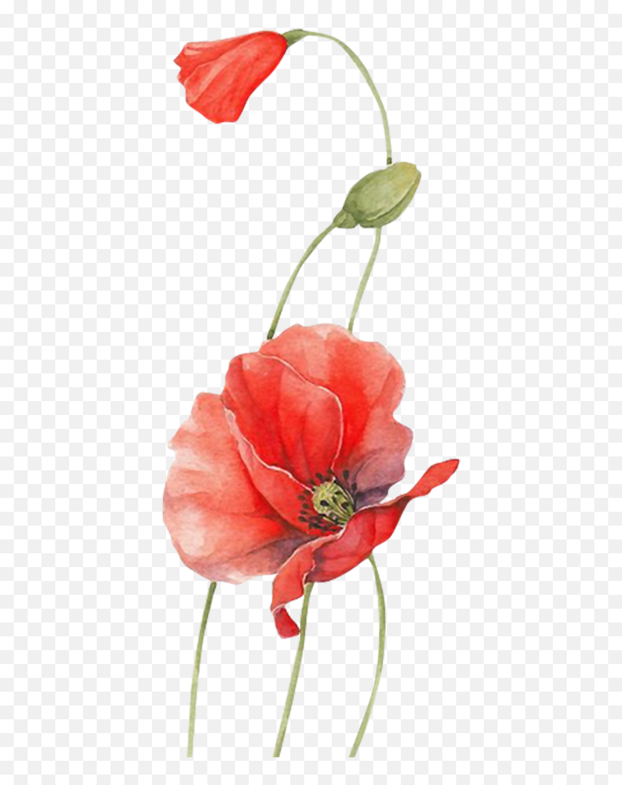 Poppy Watercolour Flowers Red - Red Watercolour Flowers Png,Poppies Png