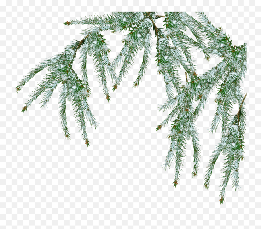 Download Hd Free Snow Tree Png - Pine Branch Transparent Fir Tree Png Snow,Pine Branch Png