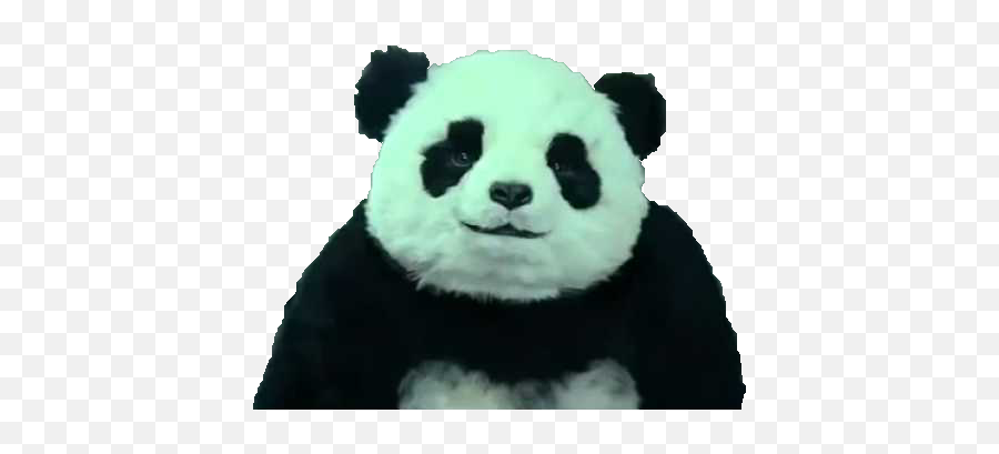 Panda - Panda Cheese Commercial Png,Panda Buddy Icon