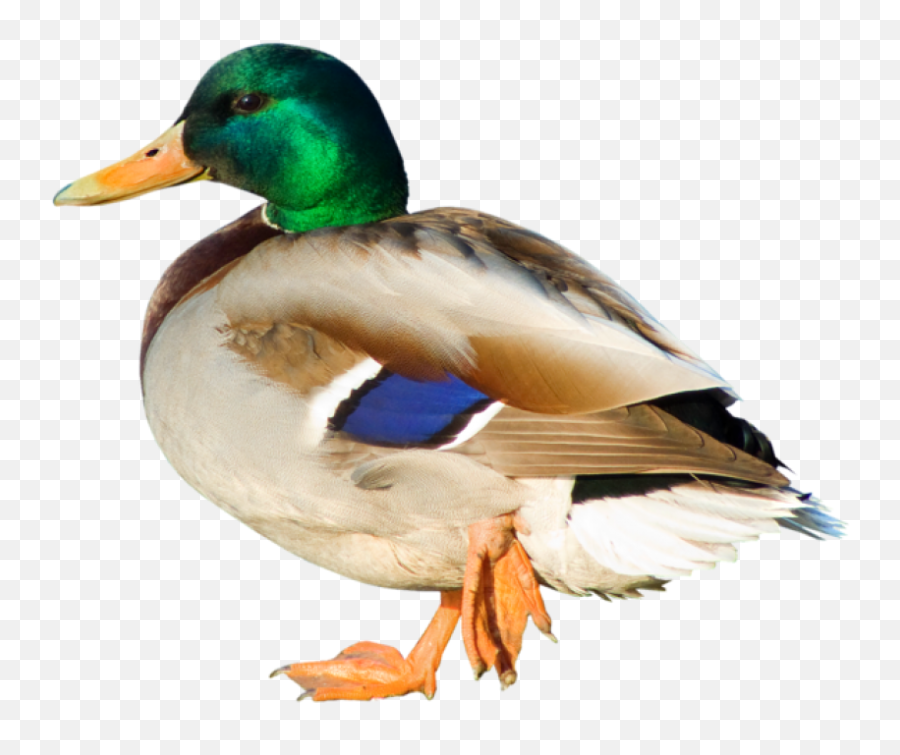 Duck Png Clipart - Duck Png,Duck Png