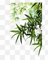 Download Bamboo Icon Leaf Leaves Ink Png File Hd Clipart - Transparent Bamboo Leaves Png,Bamboo Icon