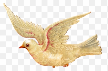 Clipart Birds Dove Transparent - Bird Illustration Vintage Png,Dove Transparent