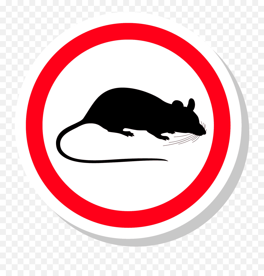 Download Rats And Mice - Rodent Png,Rats Png
