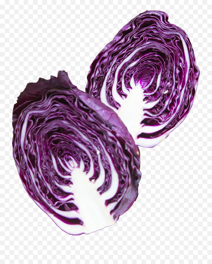 Download Napa Cabbage Purple Png Image - Purple Cabbage Png,Cabbage Png