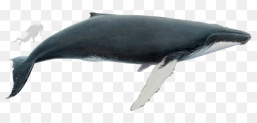 Whales - Katla Whale Watching Humpback Whale Side View Png,Humpback Whale Png