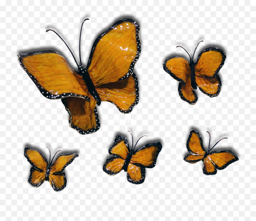 Monarch Butterflies - Butterflies Png For Fine Art,Monarch Butterfly Png
