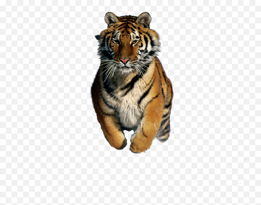 Download Tigre Png - Siberian Tiger,Tigre Png