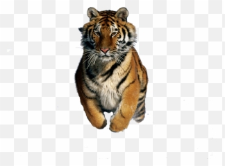Download Tigre Png - Siberian Tiger,Tigre Png