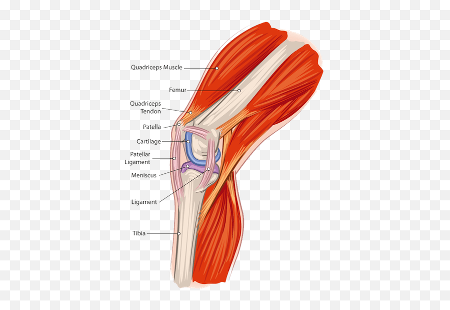 Muscle Tissue Png Transparent Tissuepng Images - Muscles On Your Knee,Muscle Arm Png