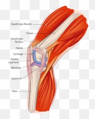 Muscle Tissue Png Transparent Tissuepng Images - Muscles On Your Knee
