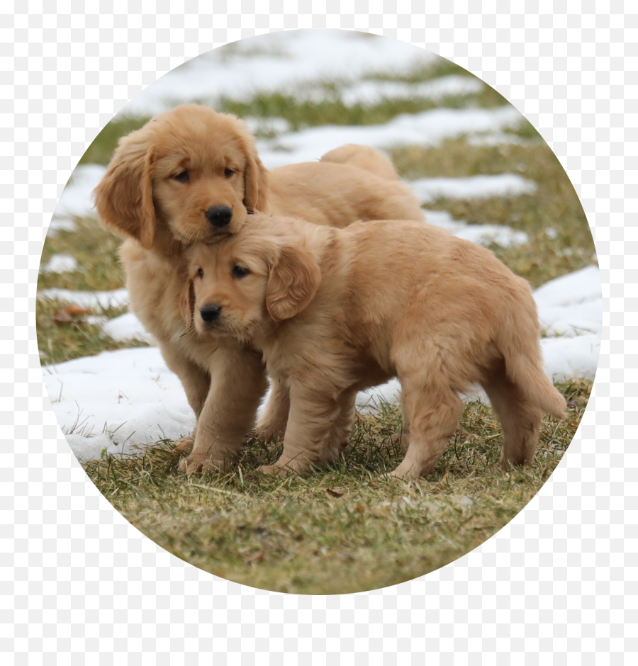 Re - Homed2 Dark Red Golden Retriever Females Windy Knoll Golden Retriever Png,Golden Retriever Transparent