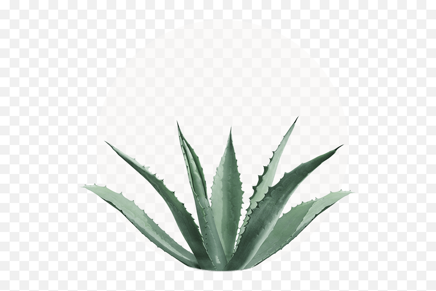 Download Agave Americana - Agave Americana Plant Png,Agave Png