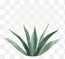 Download Agave Americana - Agave Americana Plant Png,Agave Png
