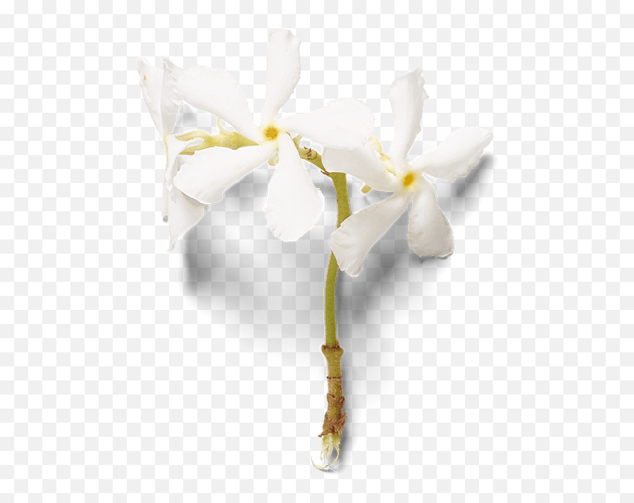 Sweet Jasmine Parfum Du0027interieur - Artificial Flower Png,Jasmine Png